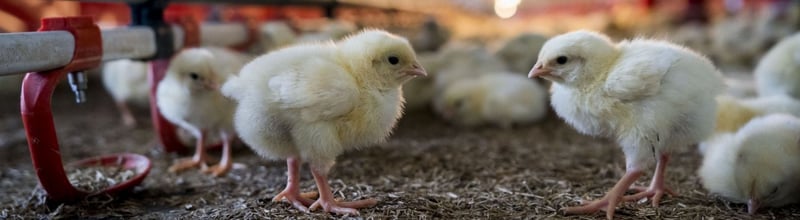 Chockerande låg global standard för kycklingvälfärd hos snabbmatskedjor