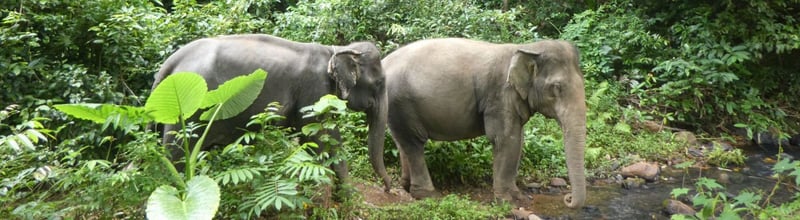 Resebranschorganisationen ABTA tar ställning för elefanter