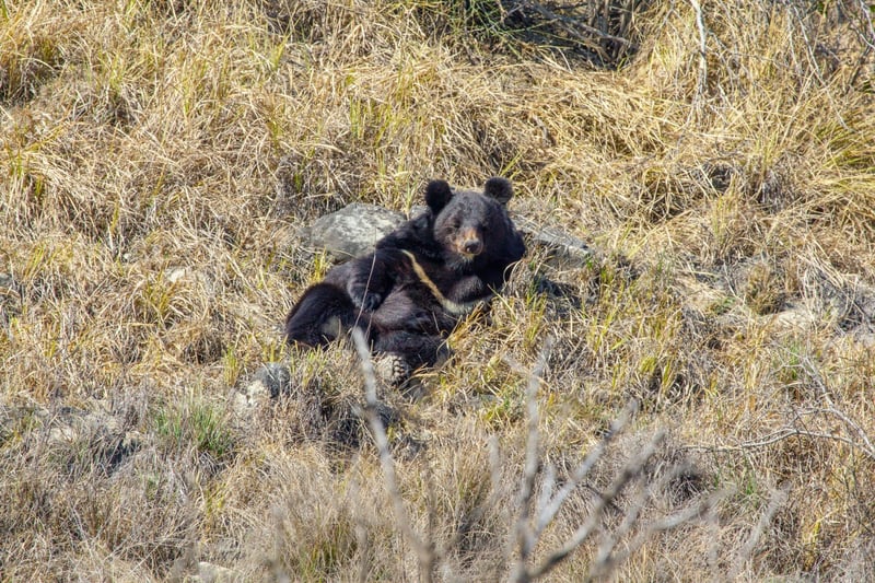 A bear in a new enclosure at the Balkasar Bear Sanctuary