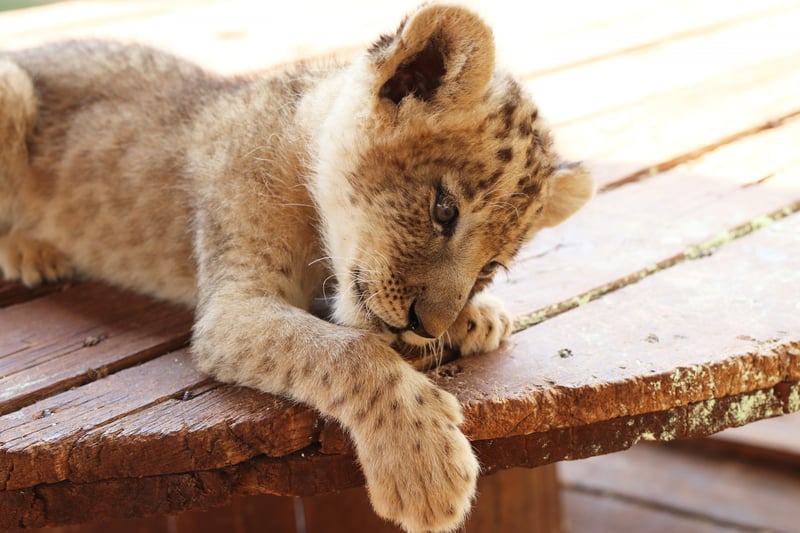 A lion cub at a renowned venue in South Africa The venue adjoins a suspected breeding facility and many of these animals would eventually be used for canned hunting, and traditional medicine. Credit Line: World Animal Protection
