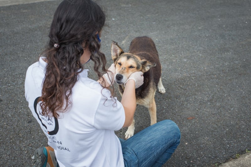 Vi sørger for foder til hunde i Costa Rica under coronapandemien