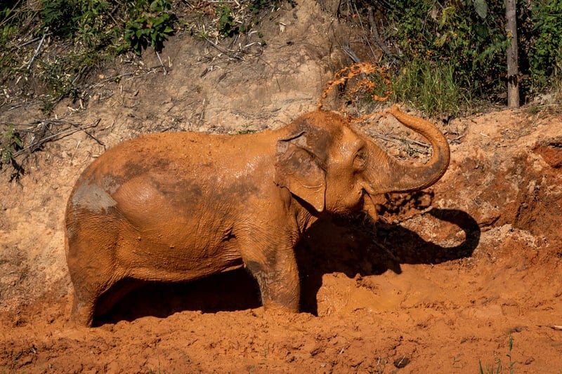 Elefant badar i lera 