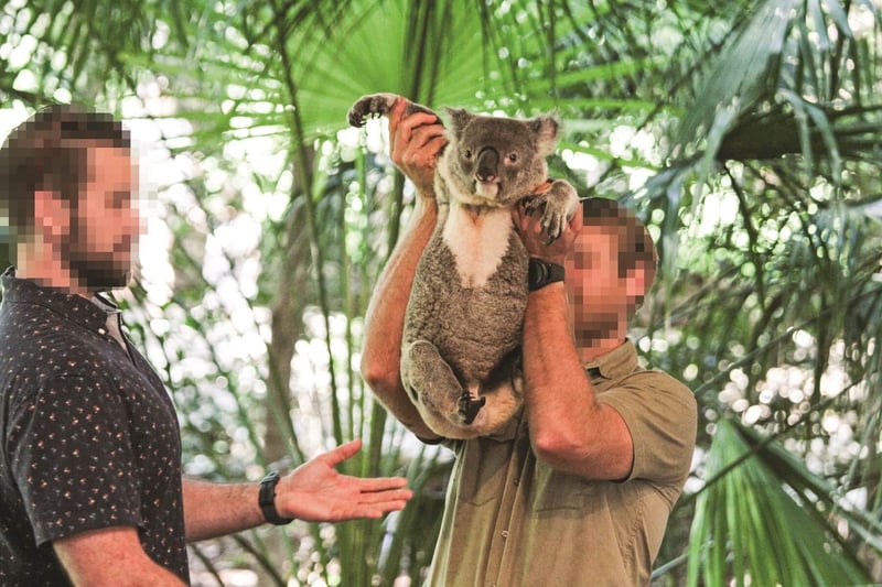 Koala being handed to a visitor for a photo