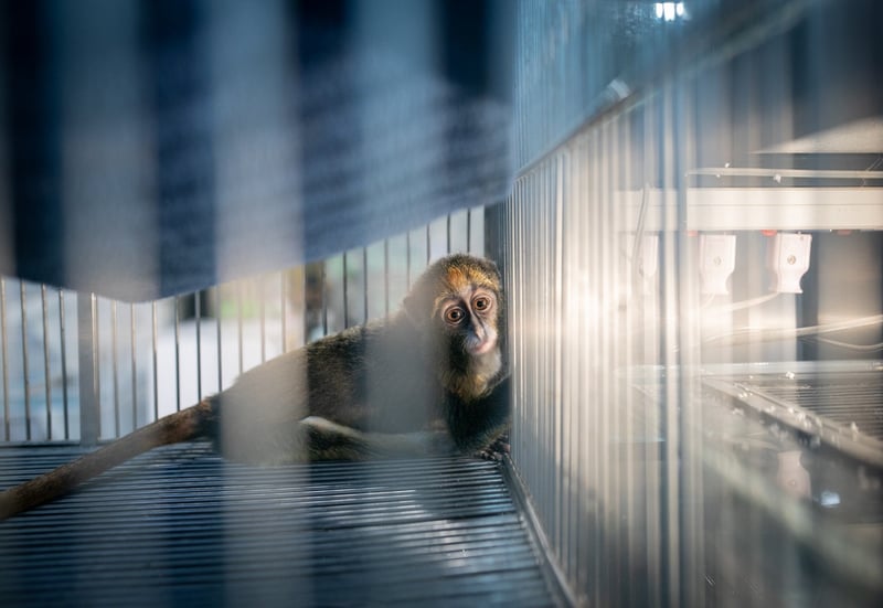 Monkey in a cage at a market