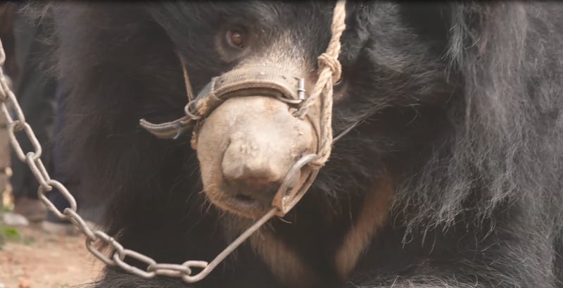 Räddad dansbjörn blir äntligen fri