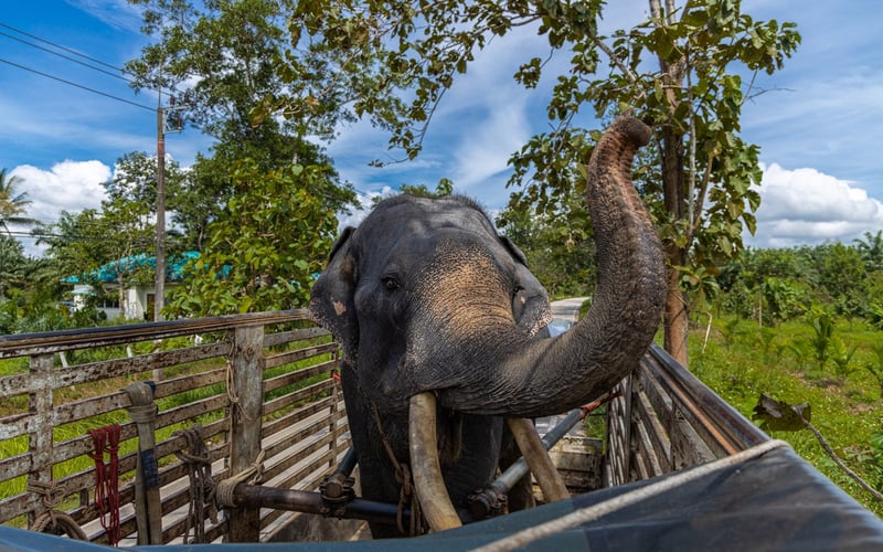 Elefanten Khai Dam bliver transporteret til sit nye hjem i Following Giants.