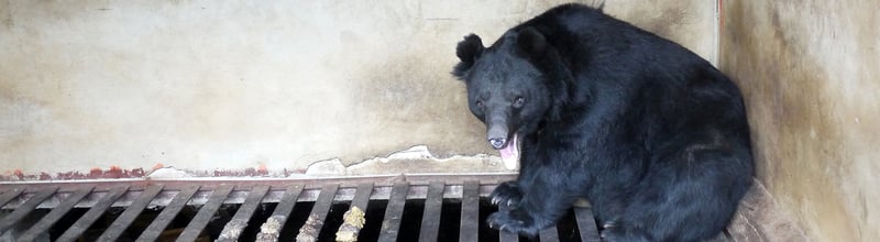 Äntligen kan vi se en förändring i attityden kring björngalla i Vietnam