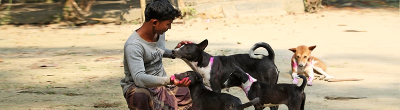 Vaccinationsprojekt mot rabies räddar hundratusentals hundar