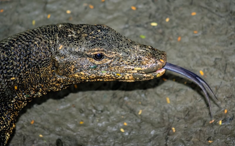 Water monitor lizard - lizard penises sold online - World Animal Protection