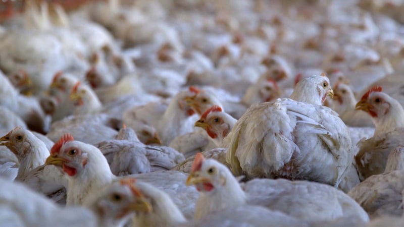 Chickens in a typical factory farm