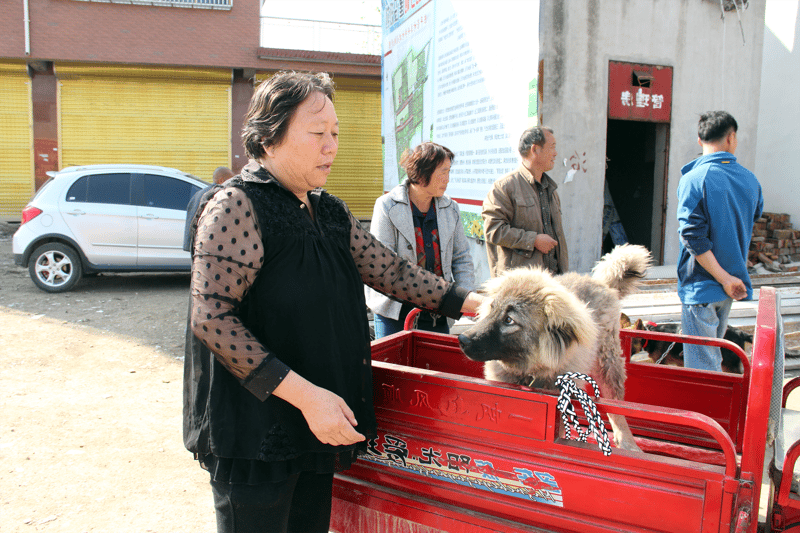 Kina: Daniu, hunden som äter som en oxe