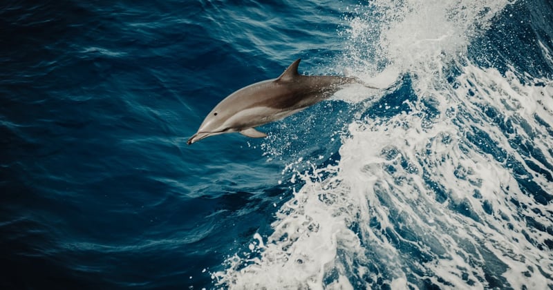 Fakta delfiner