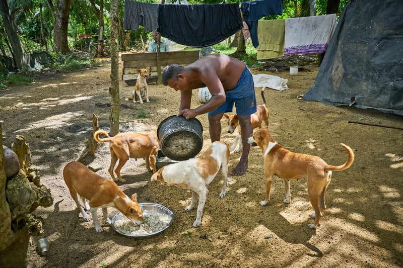 Dogs in Sri Lanka after floods and landslides - World Animal Protection