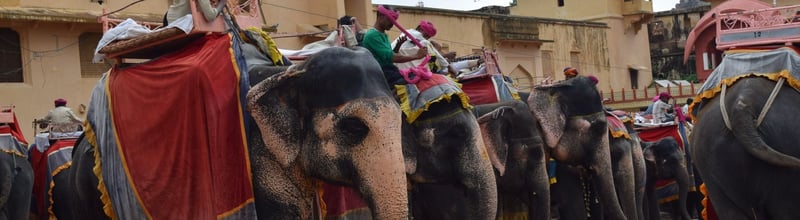 Tre kinesiska resebyråer blir elefantvänliga