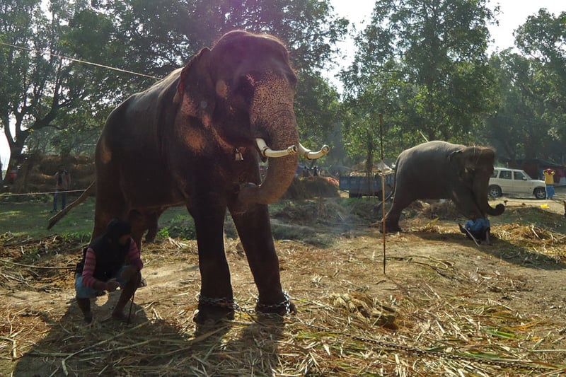 World Animal Protection uppmanar Indiens regering att stoppa elefantvisning på marknad