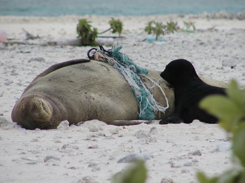 A Hawaiian monk seal entangled in ghost fishing gear with baby seal - Sea change - World Animal Protection