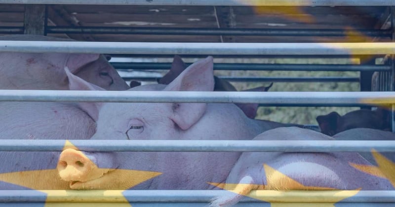 EU-besked om päls och djurtransporter en besvikelse