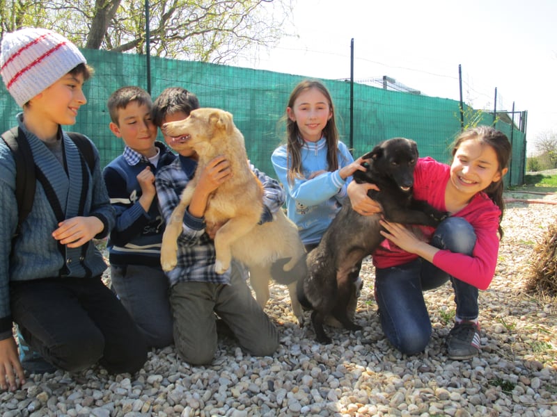 Herreløse hunde på skoleskemaet i Rumænien