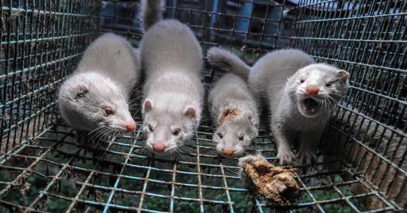 Minkproduktion er dyremishandling. Foto: Jo-Anne McArthur / We Animals