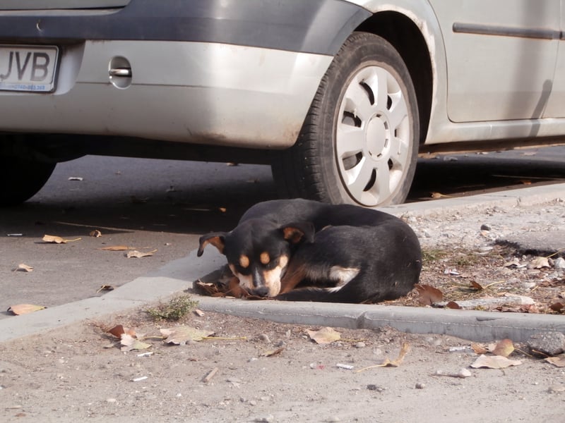 En hvalp hviler på gaden i Bukarest, Rumænien