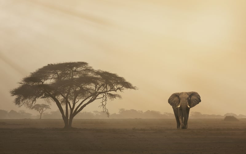 elephant in the wild standing next to a tree