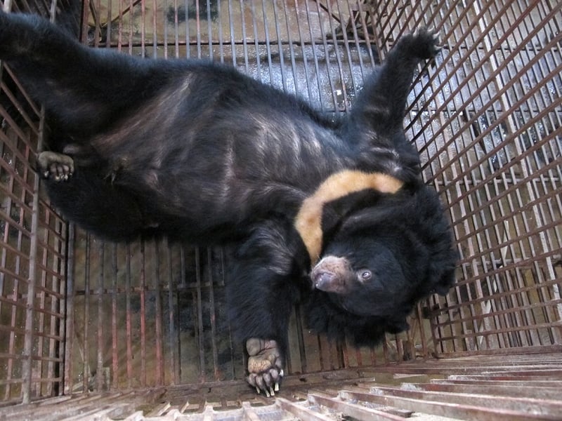 Hanoi bear breaks free of the bear bile industry