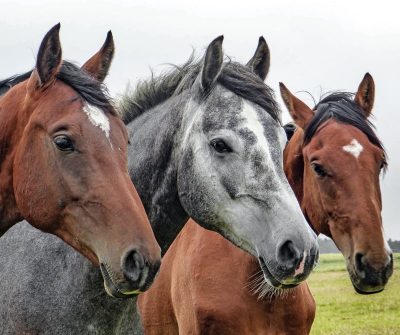 Three horses SVT hatgrupp