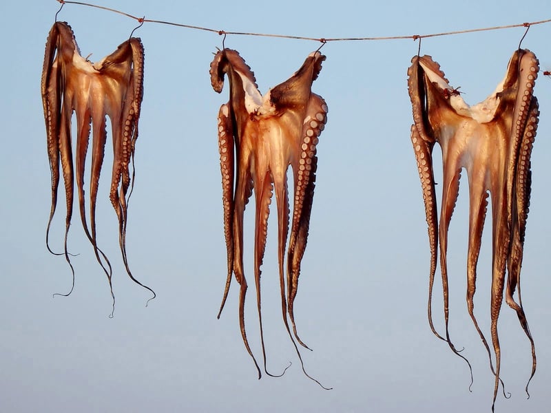 Bläckfisk hänger på tork