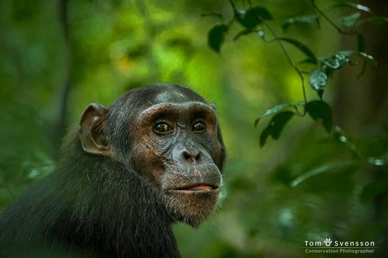 chimpanzee in jungle