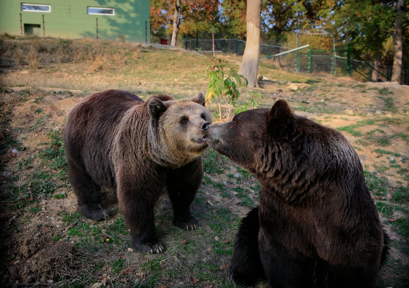Two bears