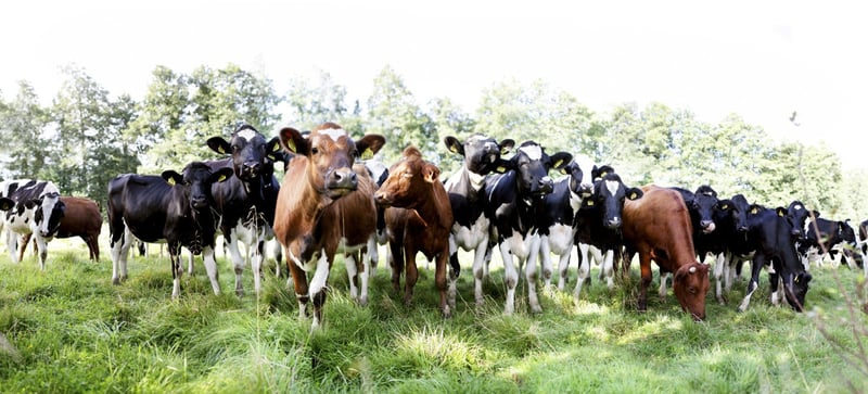 I den svenska livsmedelsindustrin skiljs kor och kalvar ofta från varandra strax efter att kalvarna fötts.  