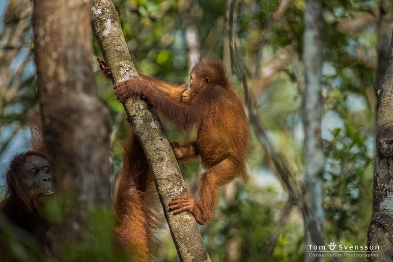 orangutang i träd