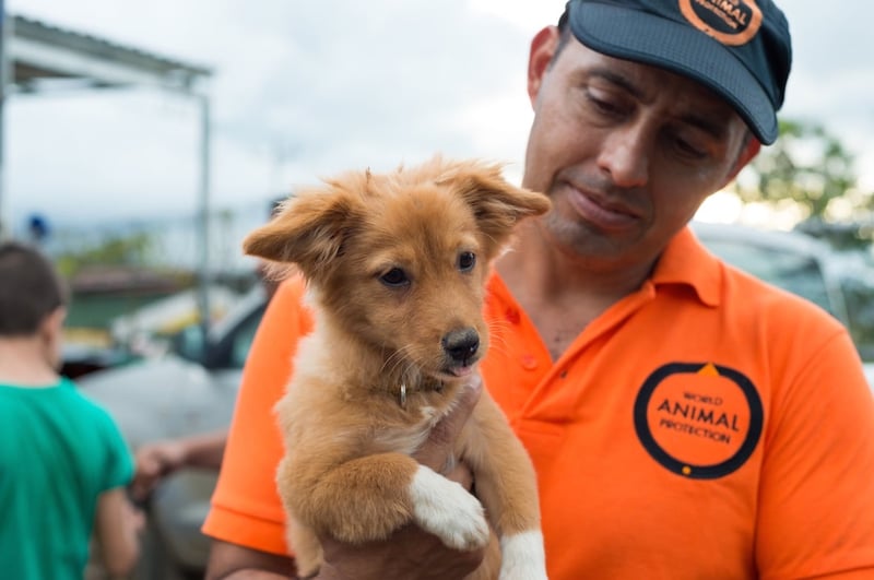 Dyrene er hårdt ramt under orkanens hærgen i Costa Rica