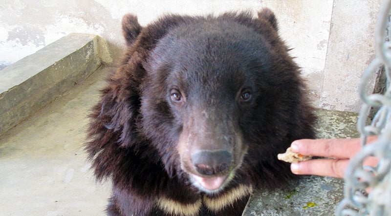 Slut med blodige kampe for tre reddede bjørne