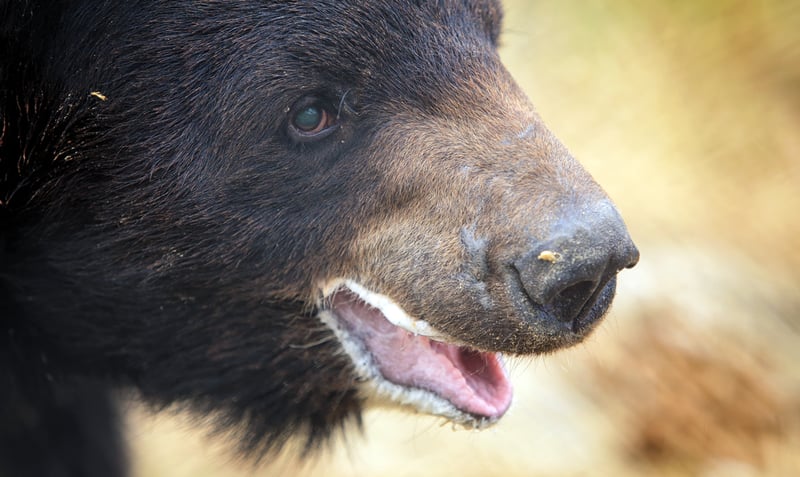 Godt nyt: Tre bjørne reddet i Pakistan