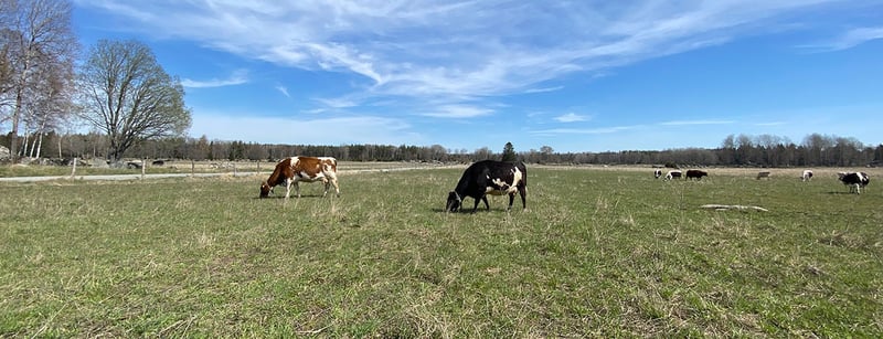 Kor på Resta gård