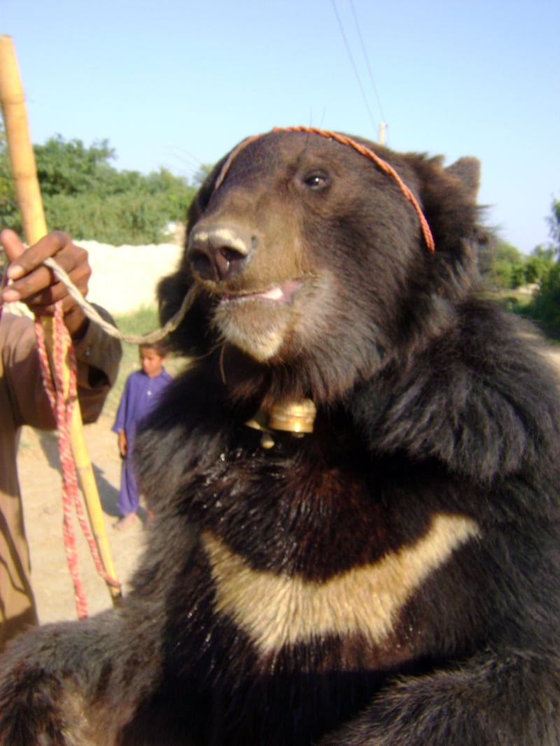 En bjørn, der venter på at reddes i Pakistan