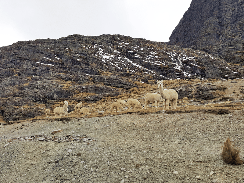 Köldkatastrof hotar Perus alpackor