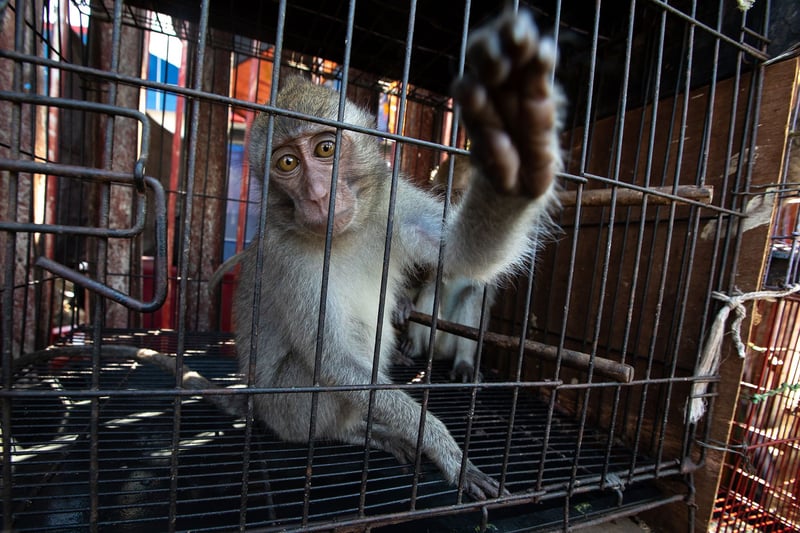monkey-cage-wildlife-trade
