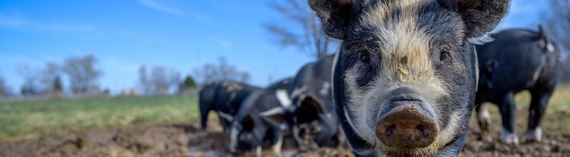 Sedan början av september har runt 50 vildsvin smittade av afrikansk svinpest hittats Sverige, i Fagersta och Norbergs kommuner. Svinpesten är mycket smittsam och kan orsaka stort lidande för vildsvin och grisar, men drabbar inte människor eller andra djur. Hur kritisk är situationen egentligen?