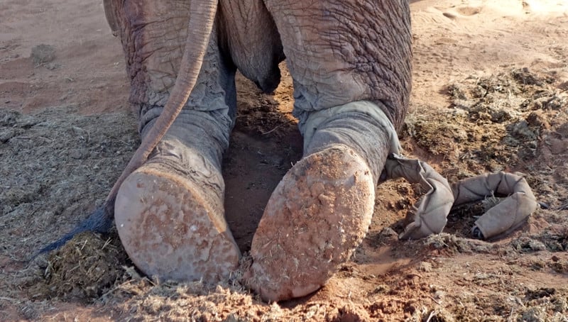 Djurens dag: Allt fler researrangörer slutar med elefantridning