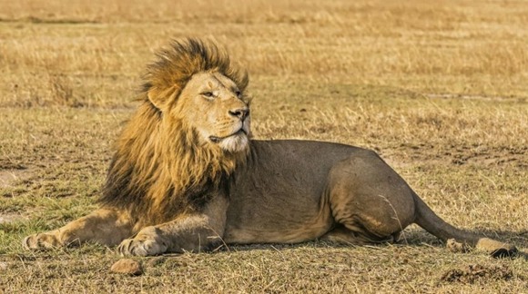 Ny rapport om de negativa följderna av turism med vilda djur