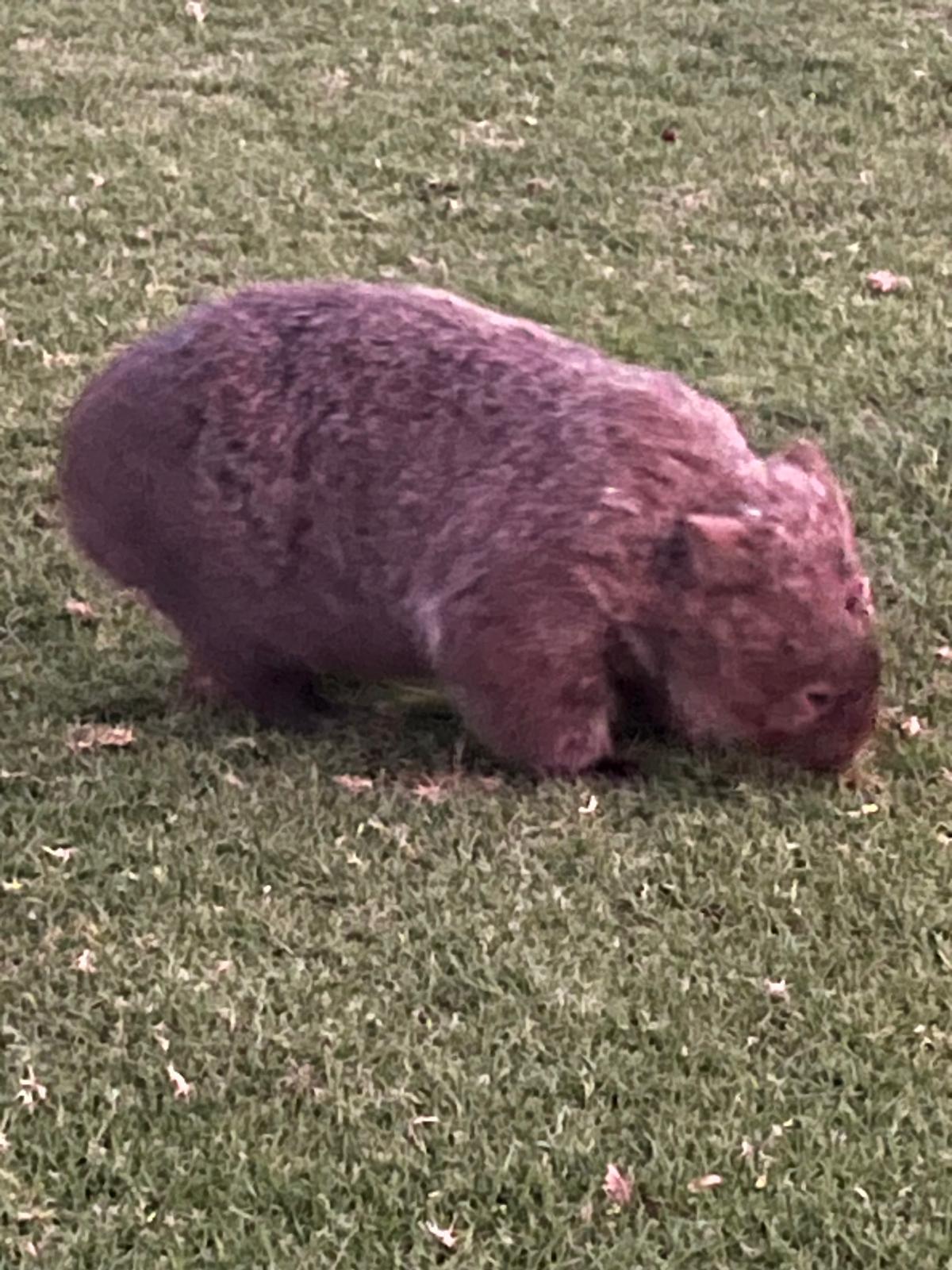 Karin Gunnarsson, styrelseledamot i svenska World Animal Protection