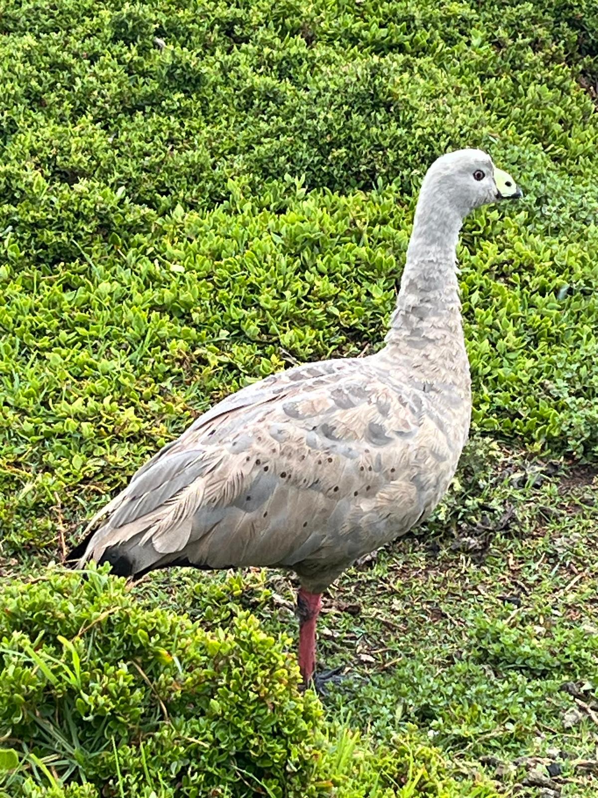 Karin Gunnarsson, styrelseledamot i svenska World Animal Protection