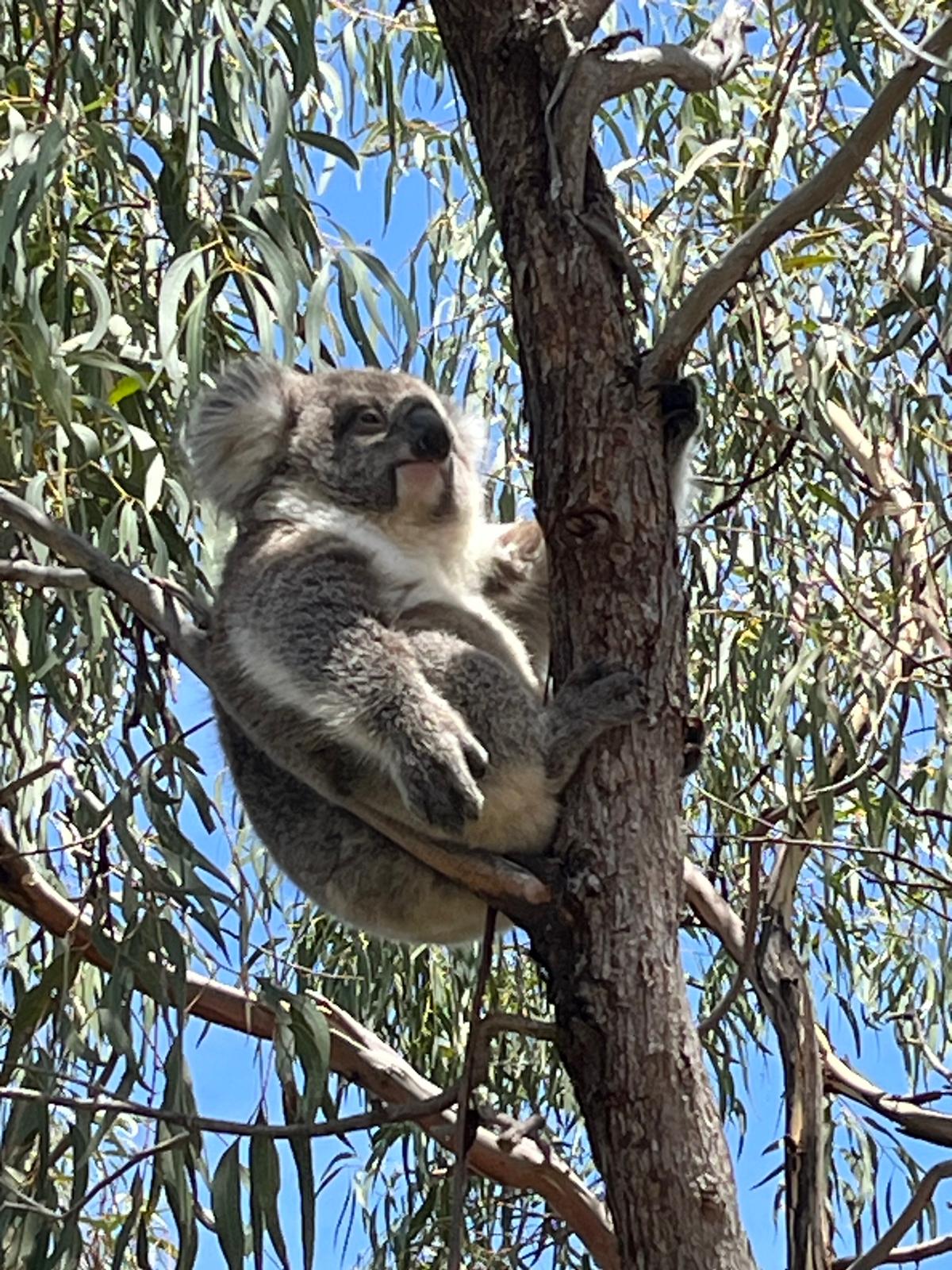 Karin Gunnarsson, styrelseledamot i svenska World Animal Protection