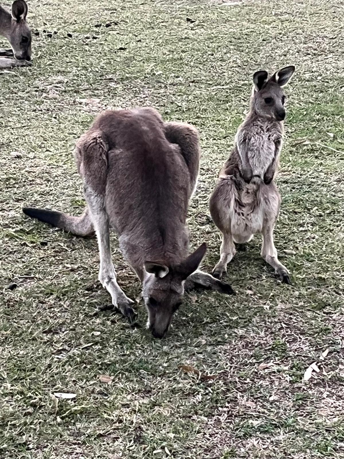 Karin Gunnarsson, styrelseledamot i svenska World Animal Protection