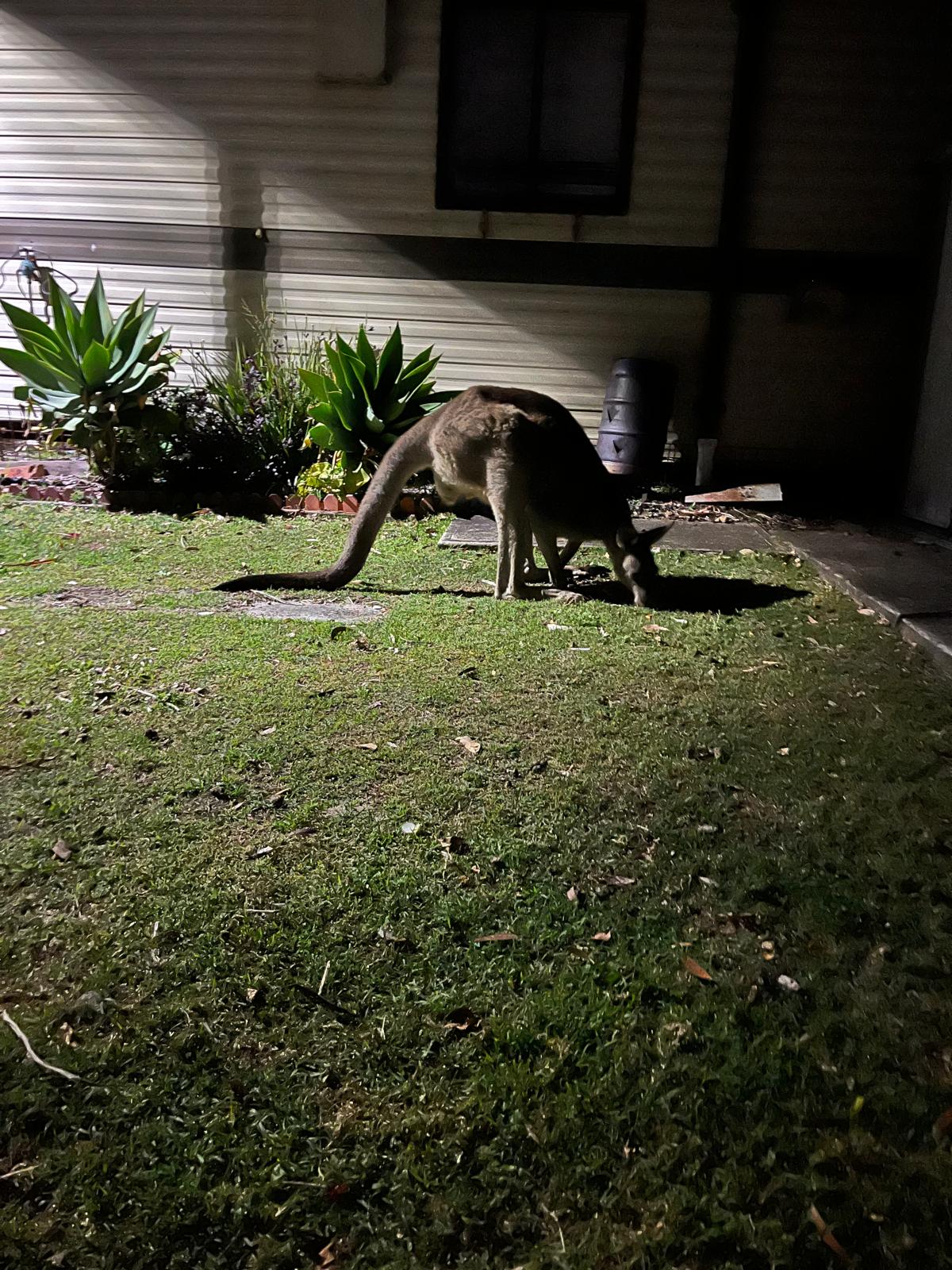 Karin Gunnarsson, styrelseledamot i svenska World Animal Protection