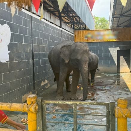 Indonesien säger nej till elefantridning