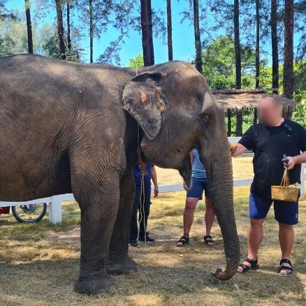 Indonesien säger nej till elefantridning
