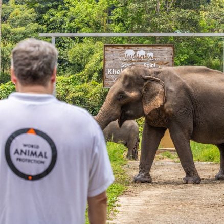 Indonesien säger nej till elefantridning